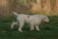 Brody in the field