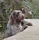Coco at the Wall