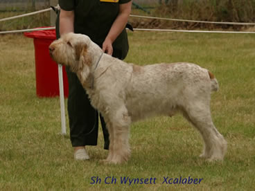 Wynsett Xcalaber
