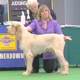 Lui in the show ring