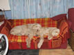 rubypearlsettee