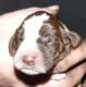 rubypup1